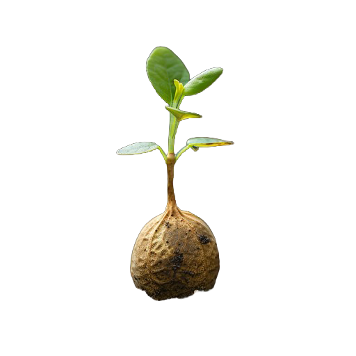 seedling-emerges-earth-stockcake